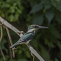 * Nomination Amazon kingfisher (Chloroceryle amazona) female --Charlesjsharp 13:14, 22 March 2023 (UTC) * Decline  Oppose Too dark and posterization on the tree branch. --Der Angemeldete 16:02, 22 March 2023 (UTC) agreed  I withdraw my nomination Charlesjsharp 10:13, 23 March 2023 (UTC)