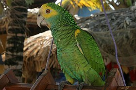 Amazona barbadensis -pet parrot-4.jpg