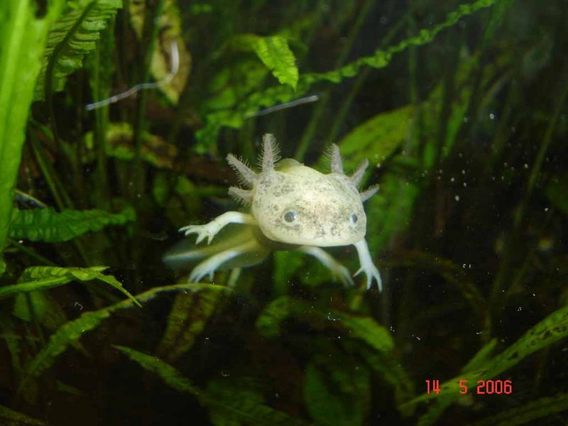 File:Ambystoma mexicanum mai 2006.jpg