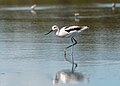 * Nomination American avocet in the Jamaica Bay Wildlife Refuge East Pond, Queens, NY --Rhododendrites 15:39, 29 September 2024 (UTC) * Promotion  Support Good quality. --Jakubhal 17:55, 29 September 2024 (UTC)