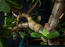 Among the branches of a potted jade plant.jpg
