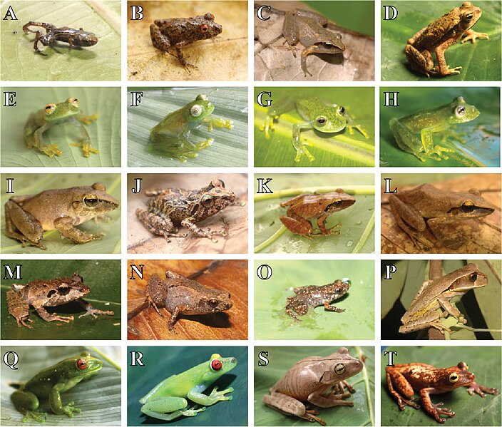 File:Amphibians recorded in the Parque Nacional da Serra das Lontras (10.3897-zookeys.1002.53988) Figure 3.jpg