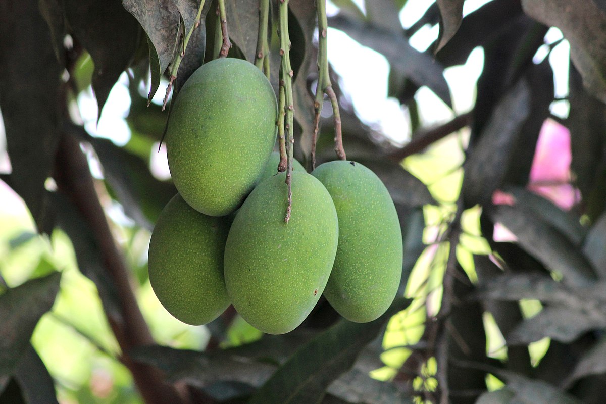 Mango - Wikipedia