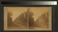 An orchard in the valley of the Illinois, near Peru (NYPL b11707439-G90F162 004F).tiff