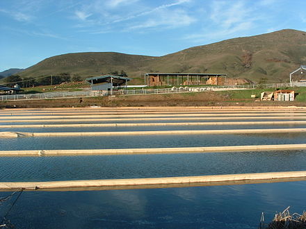 The anaerobic lagoon at California Polytechnic State University's dairy.
