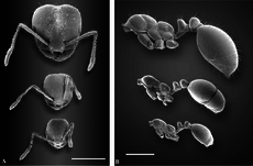 Anatomical differences of red imported fire ant workers: The scale bar is 1 mm. Anatomical differences of S. invicta workers.png