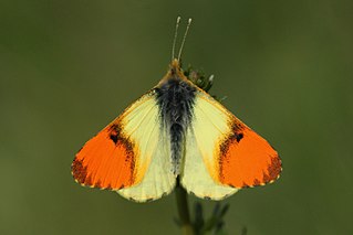 <i>Anthocharis damone</i> Species of butterfly
