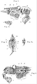 Anthrapalaemon%3F woodwardi 1877.jpg