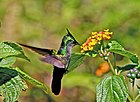 Antillean crested hummingbird feeding.jpg