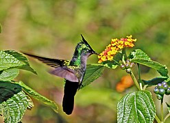 Morne Diablotins National Park in Dominica; on Lantana camara