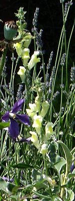 Antirrhinum braun-blanquetii.jpg