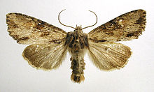 Mounted Apamea crenata.jpg