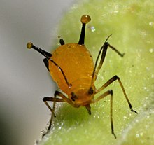 Un petit insecte orange avec des pattes et des antennes noires, de face. Il possède également deux petits tubes à l'arrière de son corps qui sécrète deux petites bulles d'un liquide orange.