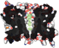 April 15: Aquaporin Z, a protein