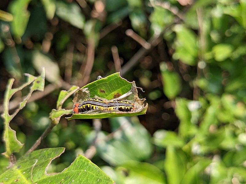 File:Aralam Wildlife Sanctuary during Annual Butterfly Survey 2022 (21).jpg