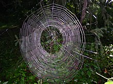 Araneidae web Araneidae web.jpg