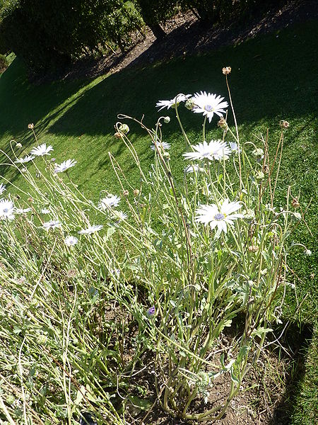 File:Arctotis grandis 'Blue-eyed daisy' (Compositae) plant.JPG