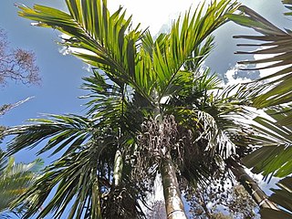 <i>Areca hutchinsoniana</i> Species of palm