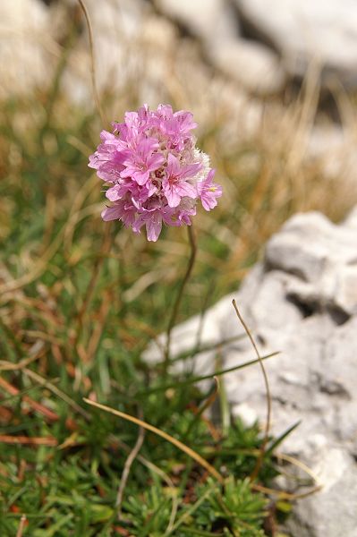 File:Armeria alpina - Srebrno sedlo.jpg