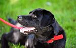 Thumbnail for File:Arson Dog Daisy (7832705284).jpg