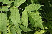 The leaves are alternate and pinnately compound. Leaflets are sharply compoundly-serrate. Aruncus dioicus 6690.JPG