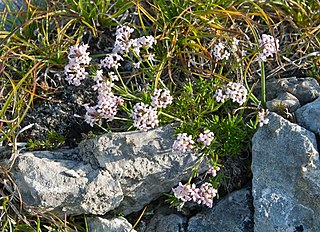 <i>Asperula abchasica</i> species of plant in the family Rubiaceae