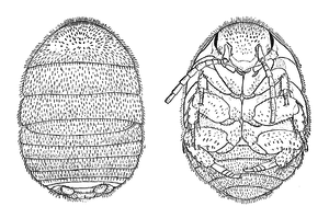 Attaphila