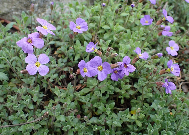 File:Aubrieta deltoidea kz03.jpg