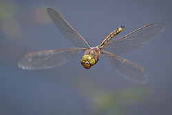 Australian Emperor dragonfly (Insecta)