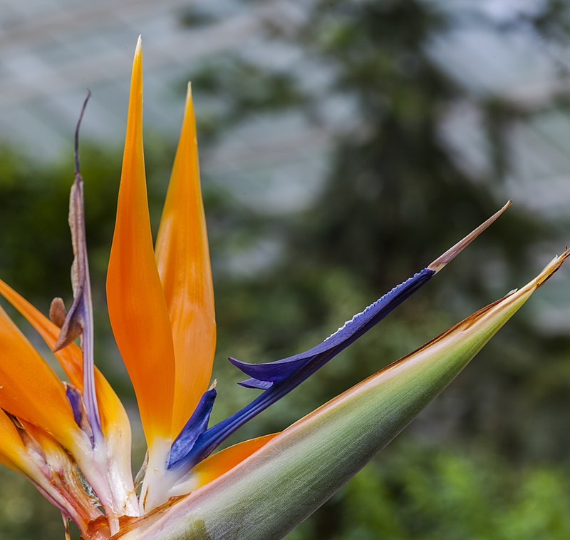 Strelitzia reginae - Wikipedia, la enciclopedia libre