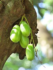 Bilimbi / Cucumber tree / Tree sorrel (Averrhoa bilimbi)