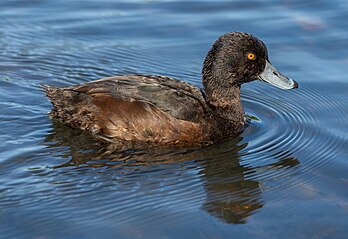 Zarro-neozelandês (Aythya novaeseelandiae), lago Vitória, Christchurch. É uma espécie de pato mergulhador do gênero Aythya, endêmico da Nova Zelândia. Ele pode submergir durante vinte a trinta segundos e descer três metros para procurar plantas aquáticas, pequenos peixes, caramujos, mexilhões e insetos. Nidificam de outubro a março. Eles colocam de cinco a oito ovos em um ninho perto da água. O ninho é geralmente forrado com grama e penugem. Os ovos são incubados por quatro semanas pela fêmea. Os patinhos recém-nascidos começam a mergulhar em busca de alimento em sua primeira saída. (definição 4 062 × 2 794)