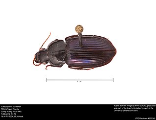 <i>Aztecarpalus schaefferi</i> Species of beetle