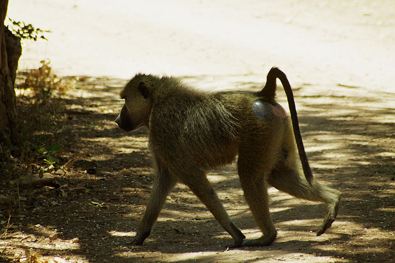 File:Baboon in Tsavo East (5232108287).jpg