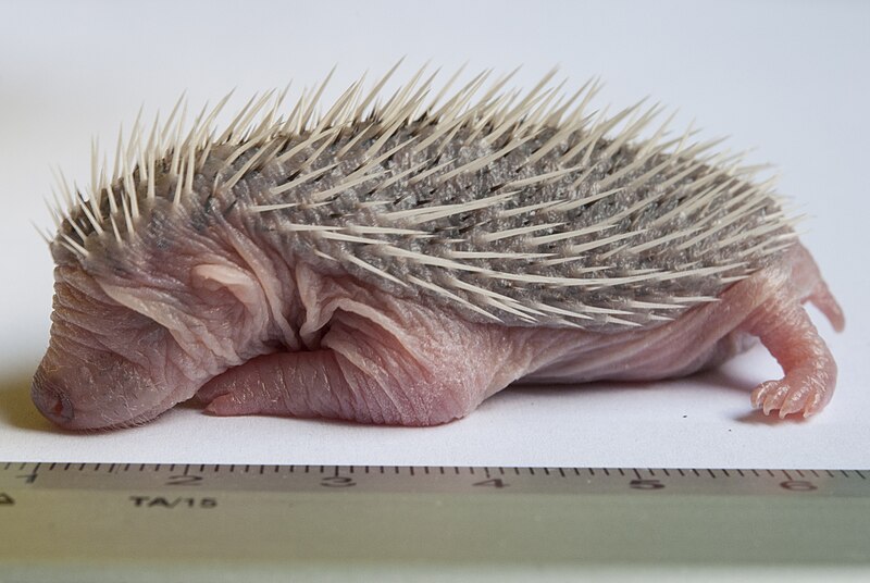 File:Baby Erinaceus europaeus (1).jpg