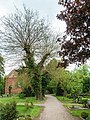 Maulbeerbäume Friedhof Bad Düben