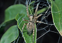 Badumna longinqua-Grey house spider (NZAC06001348).jpg