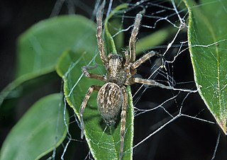<i>Badumna</i> Genus of spiders