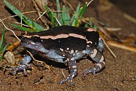 Banded Rubber Frog (Phrynomantis bifasciatus) (6860279924).jpg