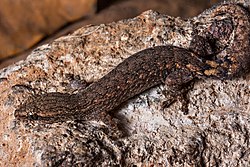 Bangalore slender gecko (Hemiphyllodactylus jnana).jpg
