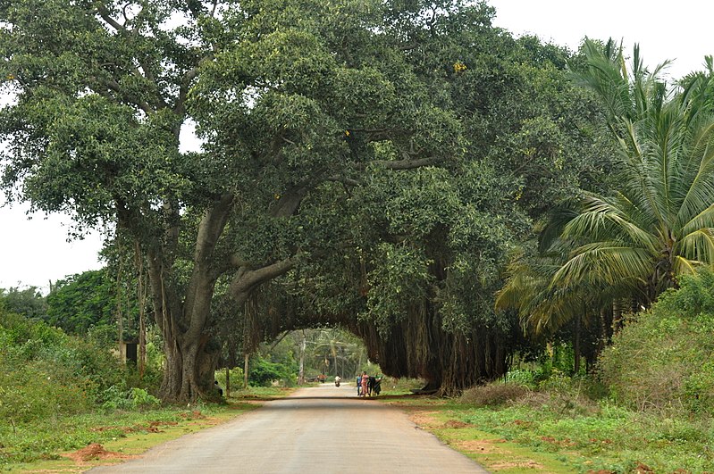 File:Banyan tree by highway.jpg