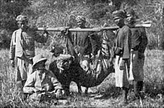 Parun Oskar Vojnichi jahiseltskond novembris 1911 Gunung Gondolis maha lastud Bali tiigriga.