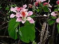 Bauhinia monandra