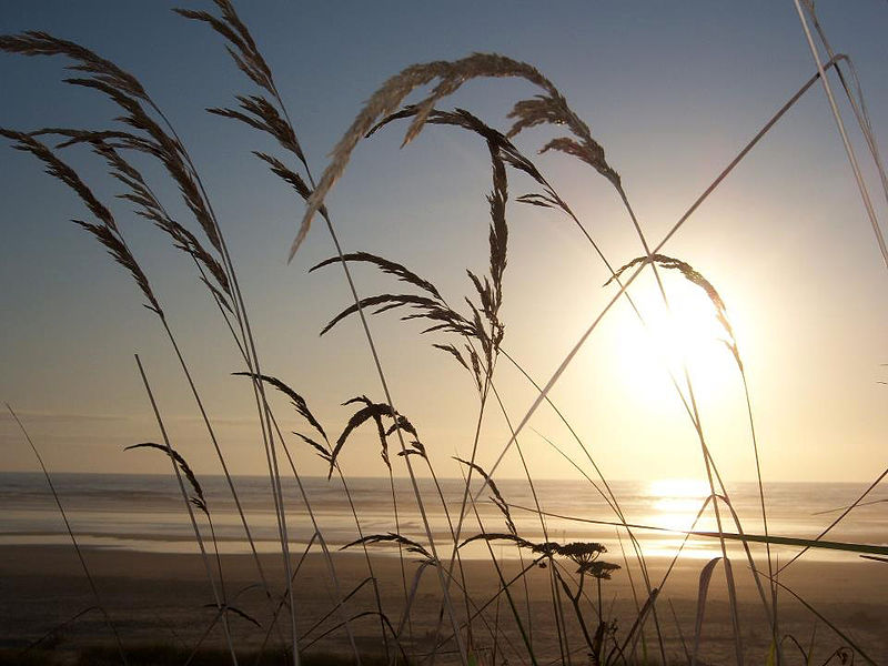 File:Beach grass, Christopher Culbertson (6501973281).jpg