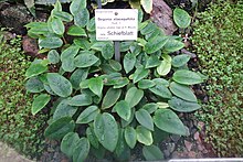 Begonia elaeagnifolia - Botanischer Garten, Dresden, Jerman - DSC08787.JPG