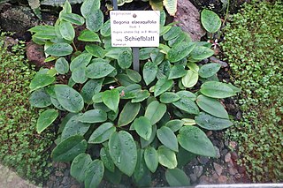 <i>Begonia elaeagnifolia</i> species of plant