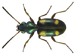 Bembidion quadrimaculatum