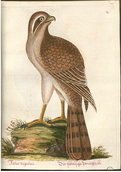 File:Beytrag zur Naturgeschichte der Vögel 4 Tafel 02.jpg