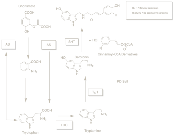 Biosynthesis of N-feruloylserotonin and N-(p-coumaroyl)serotonin Biosynthetic Pathway.tif