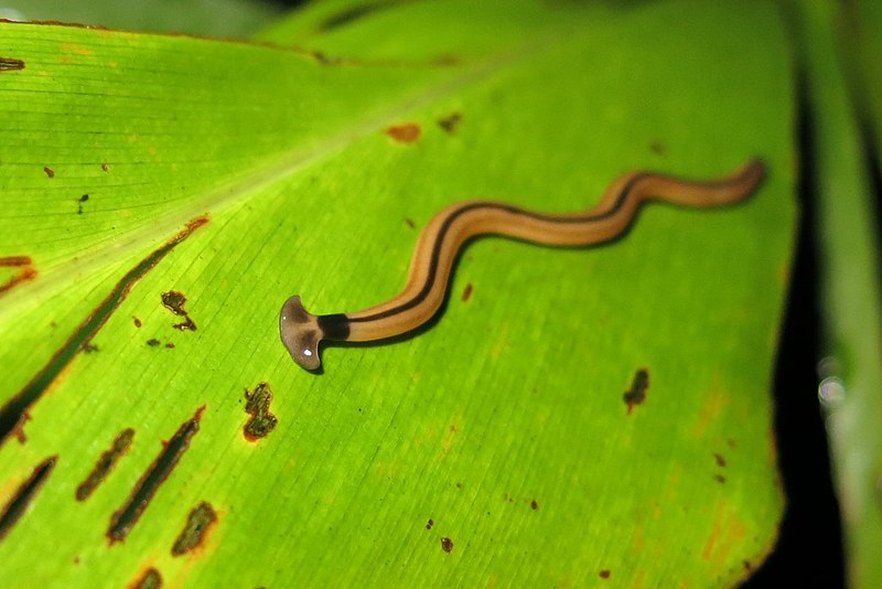 File:Bipalium vagum Taiwan.jpg